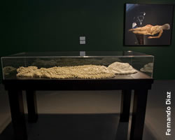 Exposicin Naia foto de la sala